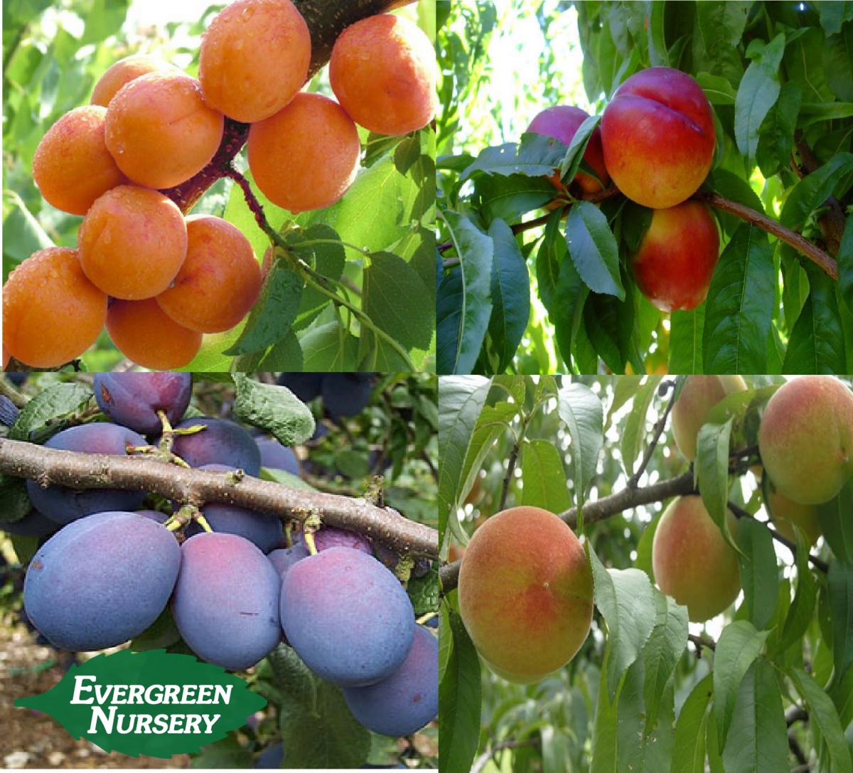 FRUIT TREE CHILL HOURS | Evergreen Nursery